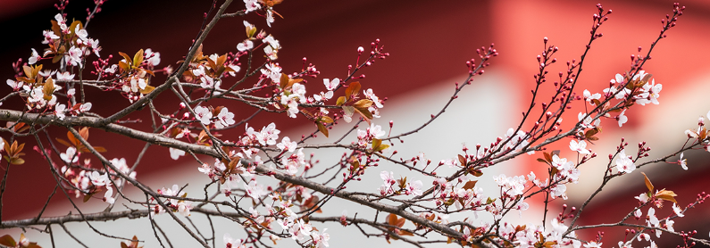 四川大学