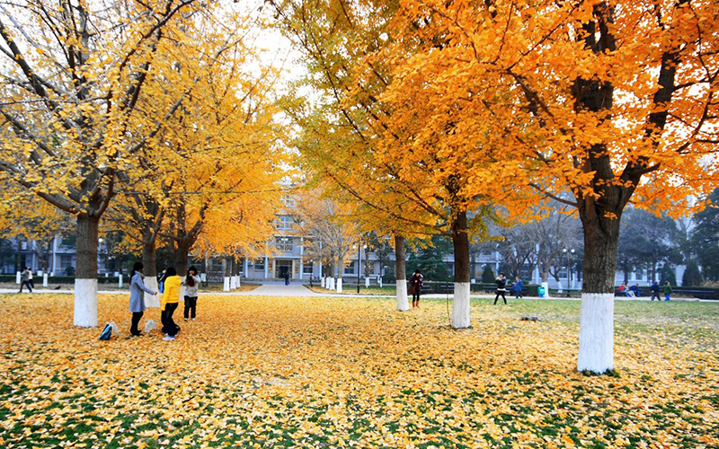 北京理工大学深秋景色 北京理工大学深秋景色
